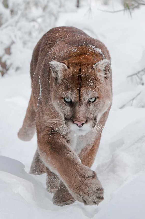Cougar* - Puma, , Animals