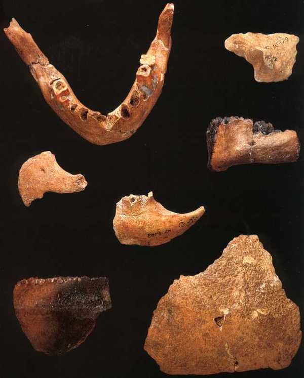 Наша родословная: Гоминиды (Часть 5) Антропогенез, Приматы, Гоминиды, Homo, Длиннопост, Познавательно