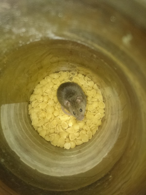 Winter lodger in the country) - My, Mouse, Pasta, Tenants