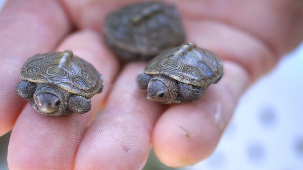 The cutest creatures on earth - Reptiles, Turtle, Photo, Animals