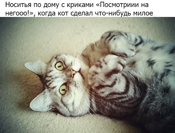 Несколько вещей, которые делают все котовладельцы - Кот, Текст, Фото, Кошатники, Длиннопост