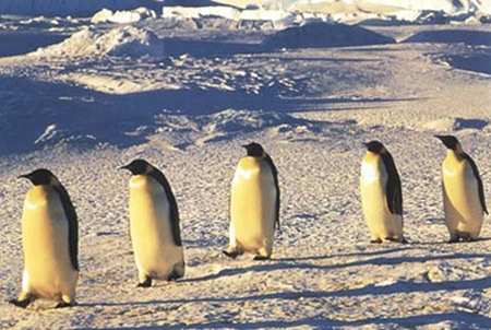 Penguins are closer than you think... - My, Humor, Penguins, Gait, Checkpoint, Checkpoint