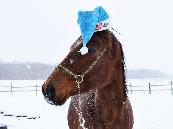 Horses in hats! - My, Horses, Animals, Horses, Stable, Nature, Milota, Photo, Longpost