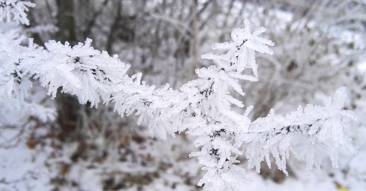 Снежки белые пушистые. Покрыты Поляны пушистым снежком. Лесная Поляна покрыта белым пушистым снегом. Покрыта Поляна пушистым снежком серебристые снежки. Мороз тег.