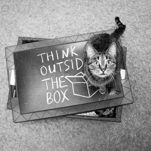 The cat that could - My, cat, Box