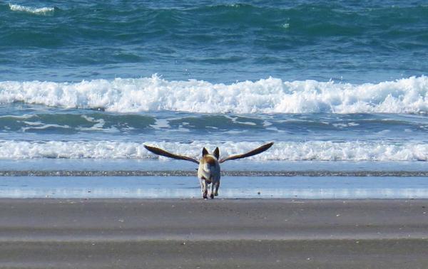 I'm going to take off - Dog, Seagulls, Photo, Frame, Sea