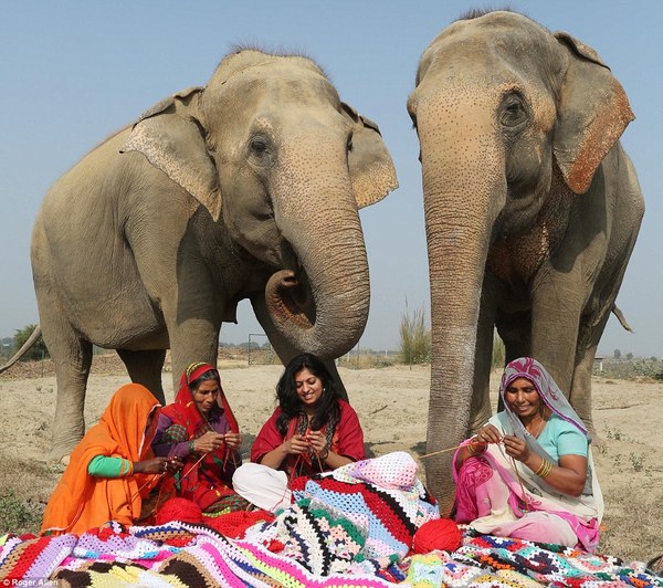 Elephant Pajamas - India, Elephants, Pants