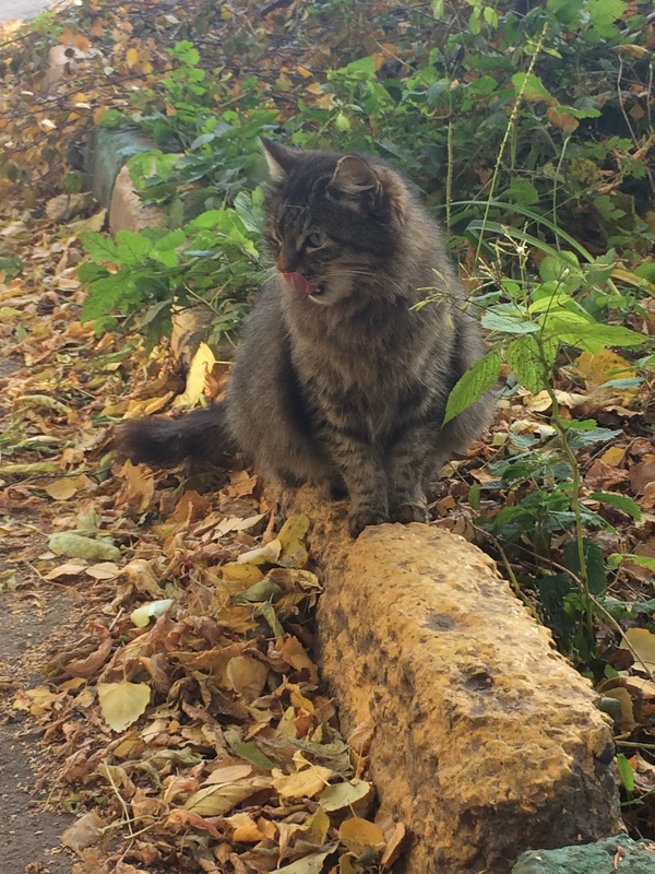 The cat next door. - My, cat, Leaves, beauty, Nature, Photo, Autumn, Animals, The street, Longpost