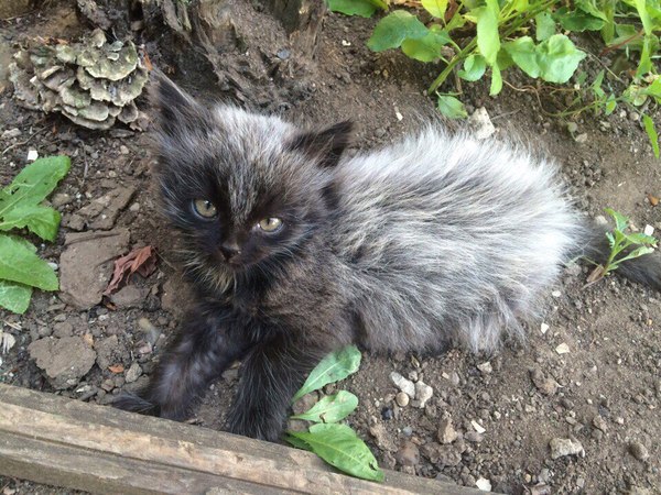 Вот такое чудо прибилось во двор - Кот, Прибился во дворе, Комочек-Медвежонок, Барсик, Длиннопост