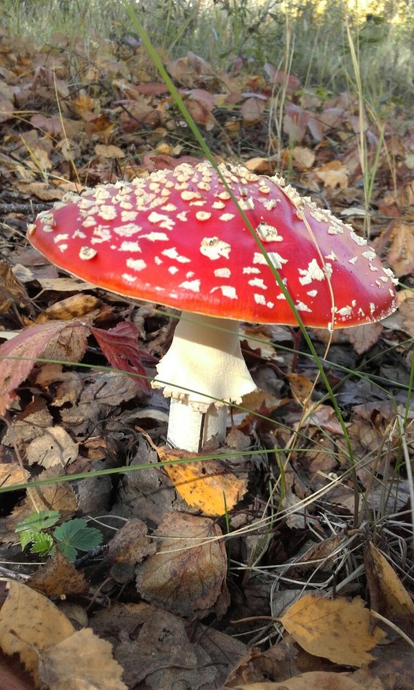 Chelyabinsk fly agaric :-) - My, Chelyabinsk, Forest, Fly agaric, Summer, Mushrooms, Longpost