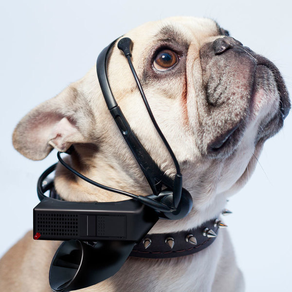 Crowdfunding raised money for a mind-reading device for dogs, but the gadget did not come out - Crowdfunding, Startup, Neurotechnologies, Гаджеты, Longpost