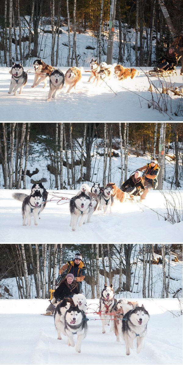 Hasyachy V8 in action - Saint Petersburg, Dog sled, V8, , Husky, My