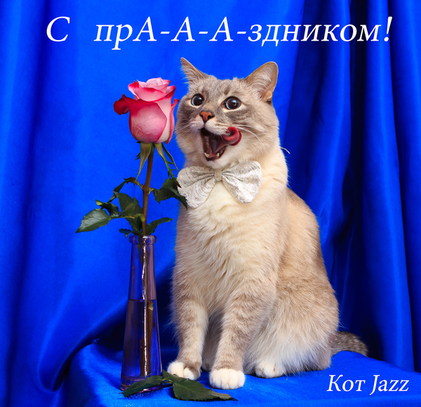 Jazz Cat - My, cat, Jazz Cat, Pets, Student's day, Tatyana's Day, Milota, Nyasha