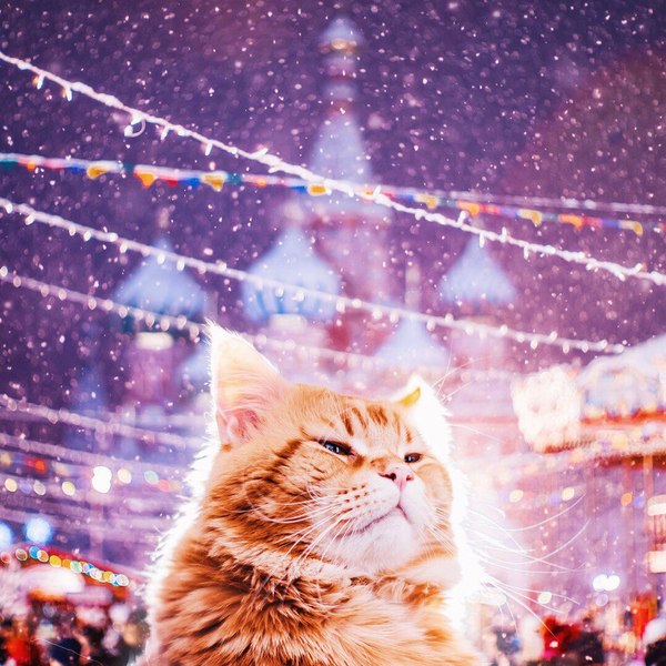 Ph.: Kristina Makeeva - Photo, Moscow, cat, 