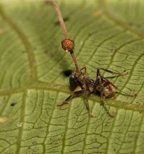 Mushrooms have been found to grow in victims' brains, turning them into zombies. - Ants, Zombie, Mushrooms, Longpost