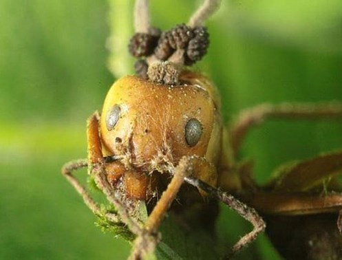 Mushrooms have been found to grow in victims' brains, turning them into zombies. - Ants, Zombie, Mushrooms, Longpost