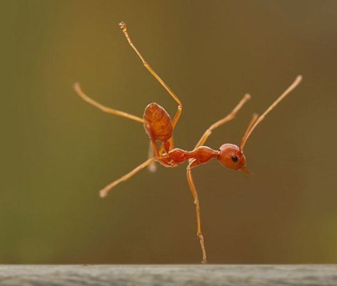 Mushrooms have been found to grow in victims' brains, turning them into zombies. - Ants, Zombie, Mushrooms, Longpost