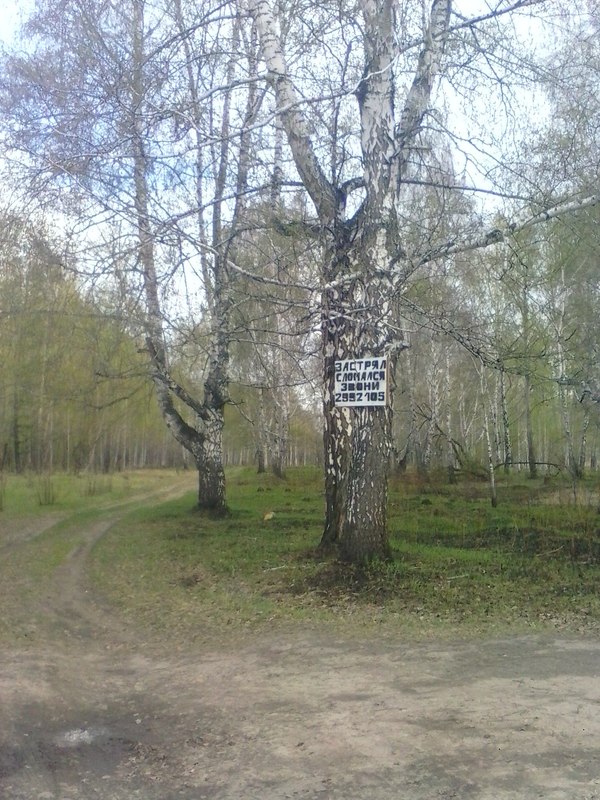 call - My, Summer, Forest, Announcement, Photo, My, Novosibirsk