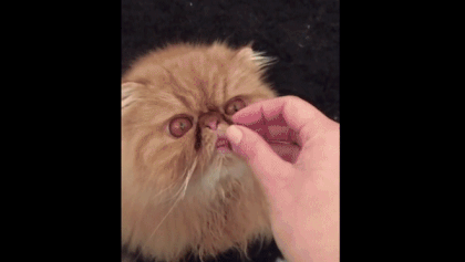 When you are not very smart - GIF, cat, Food, Fail