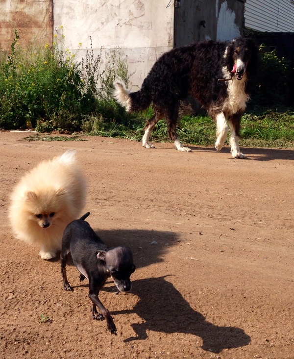 Никогда еще Штирлиц ( 2 шт) не был так близок к провалу)))