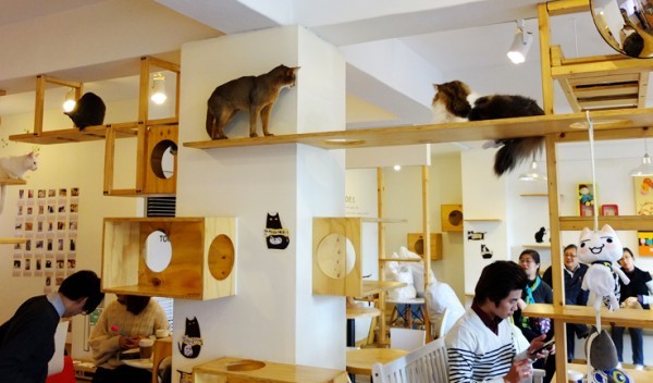 Cat cafe. - cat, Cat cafe, Longpost