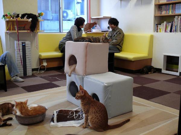 Cat cafe. - cat, Cat cafe, Longpost