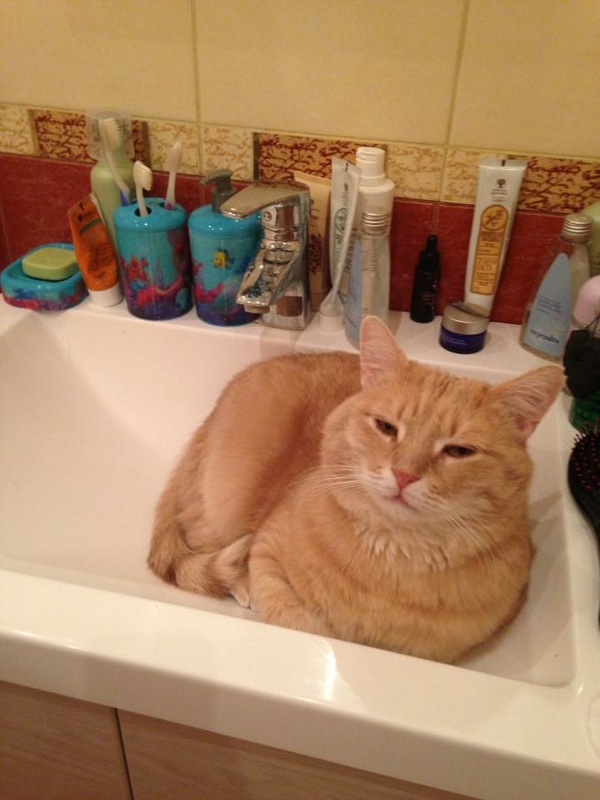 Snail - cat, Longpost, Sink, Snail