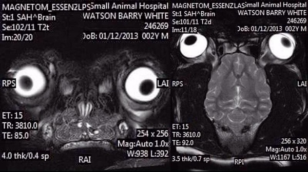 МРТ мозга  мопса - Мопс, Мозг, Собака, МРТ