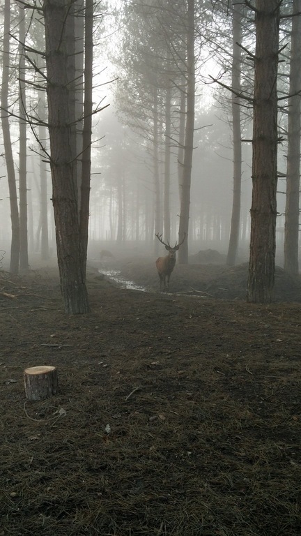 Deer in the fog - Deer, Fog, Deer