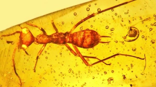 Scientists have found an unknown insect 100 million years old in amber - America, news, Scientists, Amber, Insects, USA