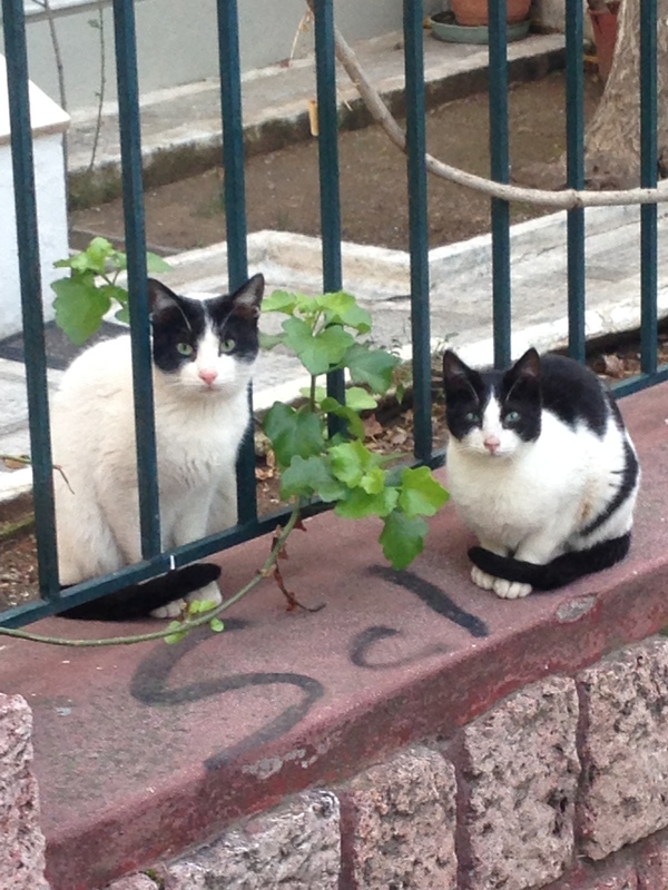 Guys from our yard ^_^ - My, cat, Black and white, Observers, My, Photo, Sweet couple, Shaggy, Longpost