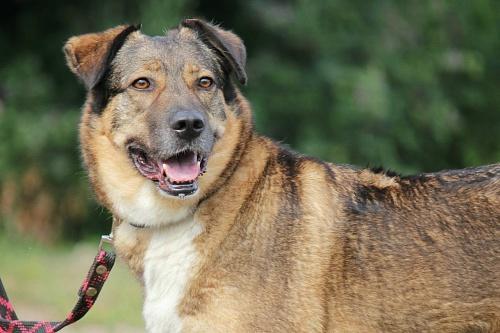 Zhivoder in Zheleznogorsk - Dog, Krasnoyarsk region, Flailing, Killing an animal