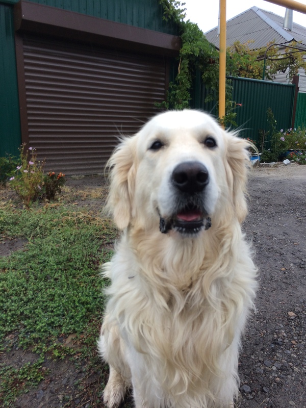 My new old dog - My, Dog, Golden retriever, , Video, Longpost