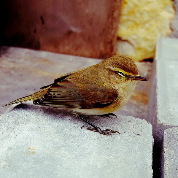 Here is such a beauty sleeping in my yard :) - My, Birds, Dream, Contempt, Cold