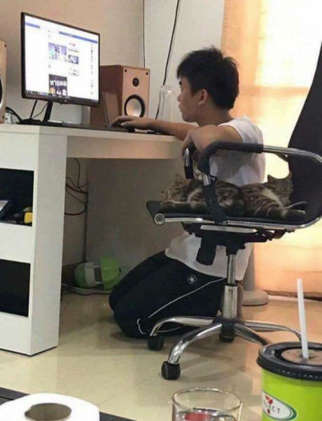 Котодоминирование!