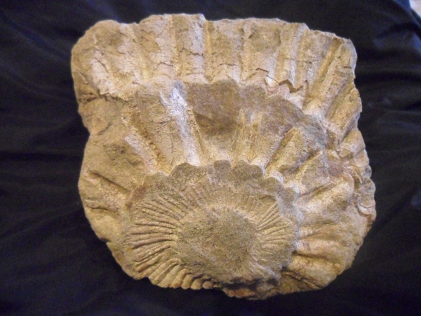Find - My, Dream, Imprint, Paleontology, A rock, Ammonite, Find, Fossil