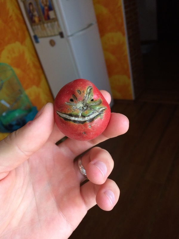 Evil tomato , 