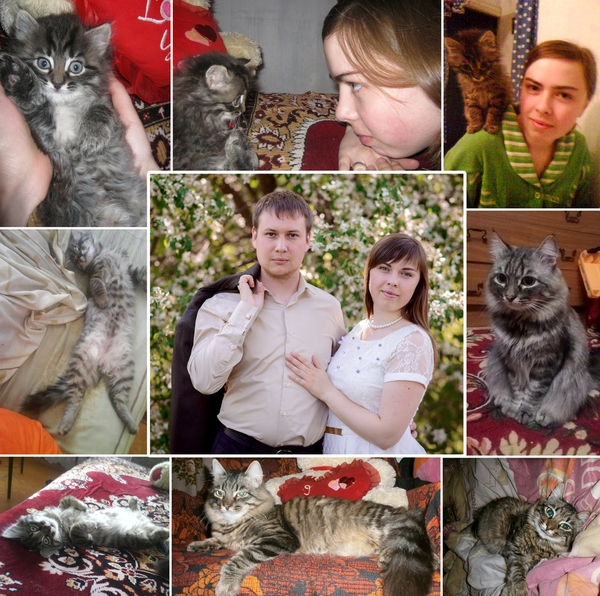 Cat in a rented apartment: part 2 - My, cat, Krasnodar, Rental of property, Gratitude, Thank you