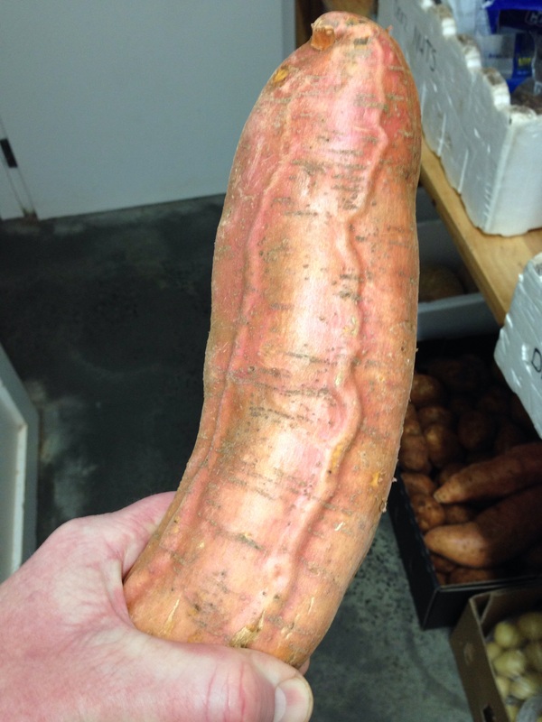 Some kind of hu ..., in the sense of a bad carrot you have - NSFW, Carrot, Penis, It seemed