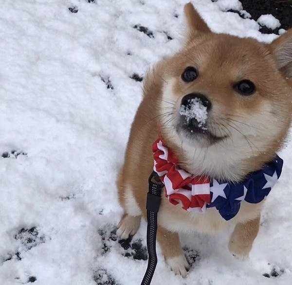 Is that really snow? - Shiba Inu, Dog, Eyes, Snow, Cocaine