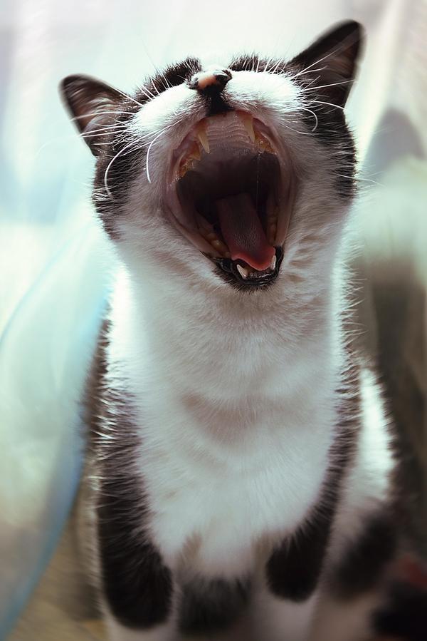 Be stronger reflexes. - My, Yawn, cat, , My