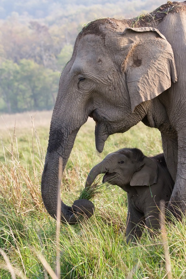 All moms are the same - Elephants, Baby elephant, Grass, Feeding, Animals