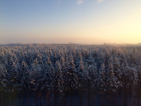 Here is the view from the window - My, Forest, 9th floor, Winter, Summer