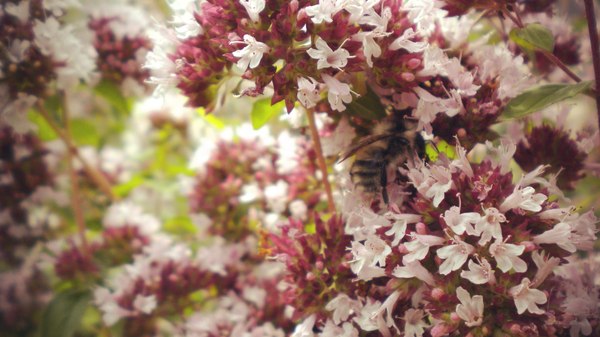 Piece of summer - The photo, Wasp, Summer, My, Russia, Nature, beauty