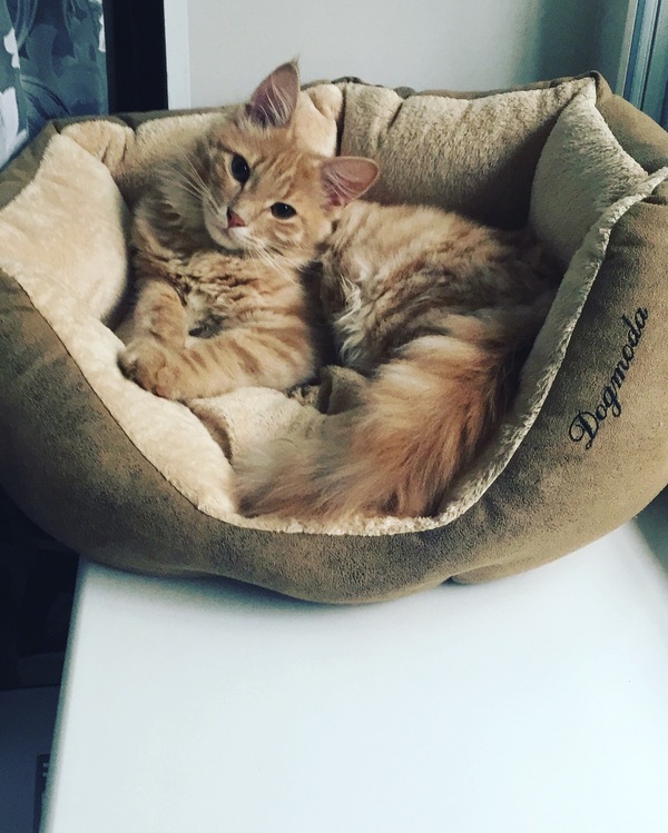 Little Maine Coon - My, Maine Coon, cat