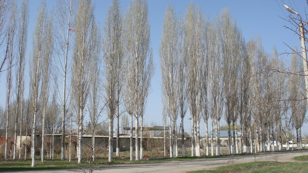 Poplars that my grandfather planted - Tree, Memory, My