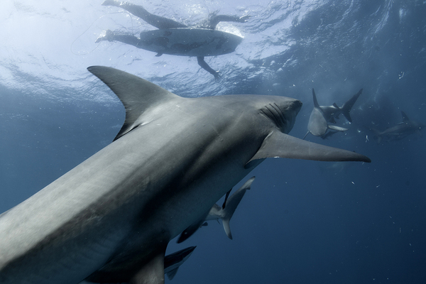 Surfing in South Africa is dangerous! - Mikhail Korostelev, Shark, South Africa, Not mine, Longpost