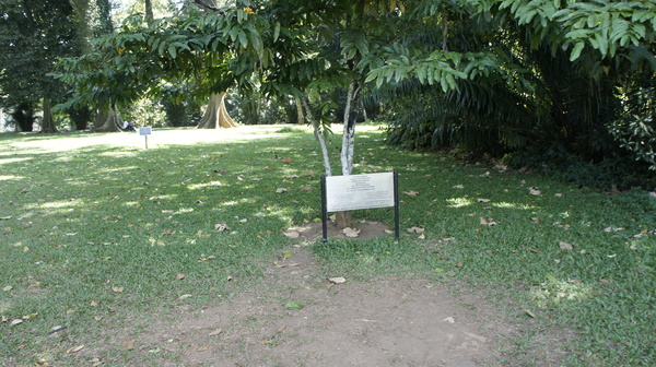 The tree planted by Gagarin. - My, My, Sri Lanka, 2013, Yuri Gagarin, Memory, Pride