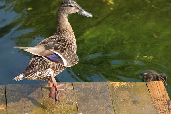 The most graceful duck I have ever seen! - My, Duck, Nature, Grace, My, Vein, Birds