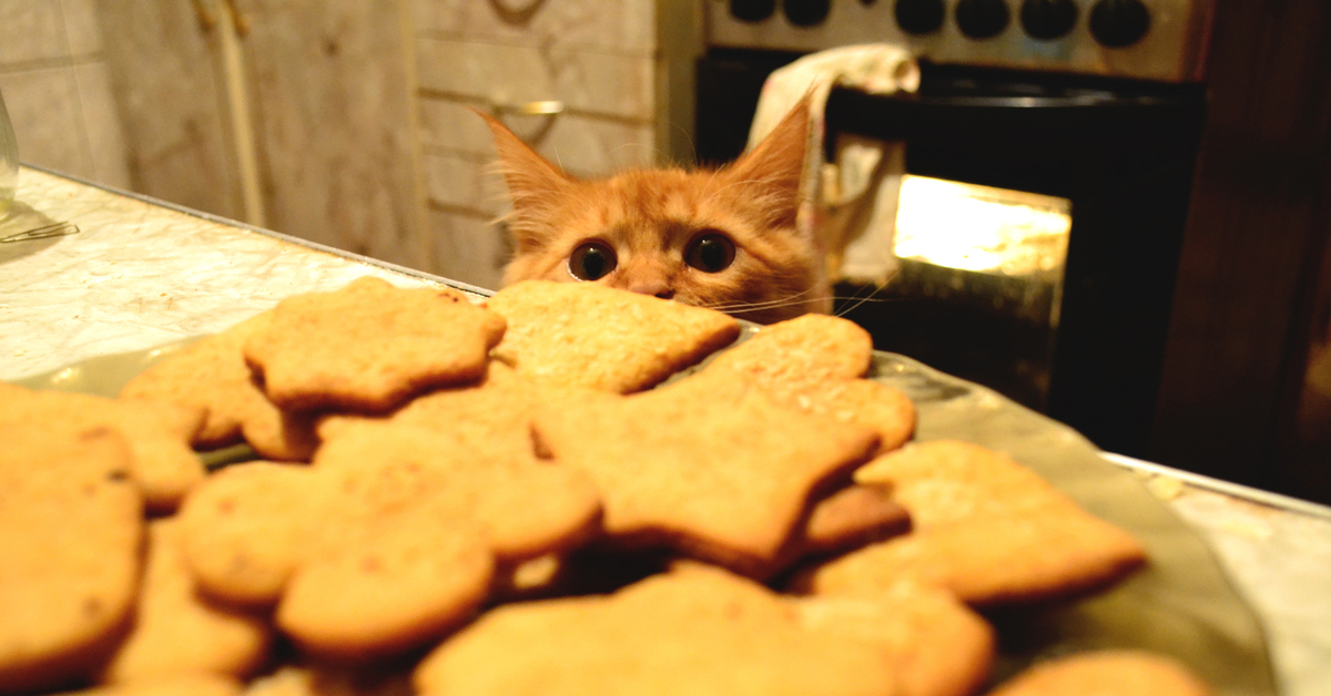 Кто съел мою печеньку. Кот с печеньками. Кот с печеньем. Печенье котики. Кот с печенюшками.